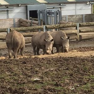 Southern White Rhinoceros