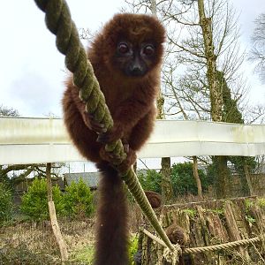 Red Bellied Lemur