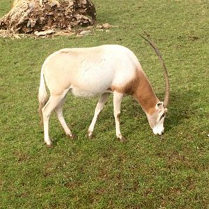 Scimitar Horned Oryx