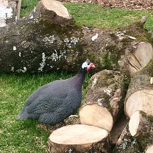 Helmeted Guinea Fowl