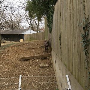 Cheetah  Conservation Station - Sitatunga