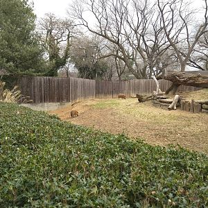 Cheetah  Conservation Station - Red River Hog