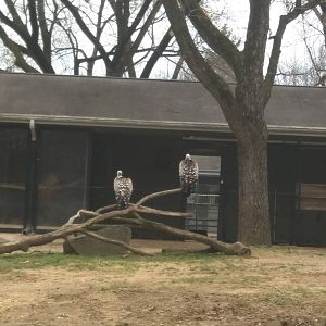 Cheetah  Conservation Station - R?ppell's Vulture