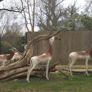 Cheetah  Conservation Station - Scimitar Horned Oryx
