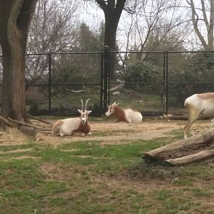 Cheetah  Conservation Station - Scimitar Horned Oryx