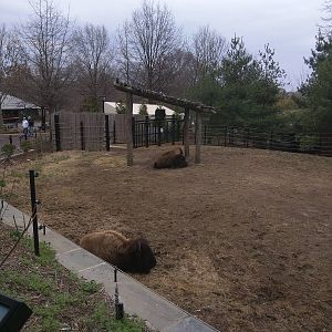 National Zoo - American Bison