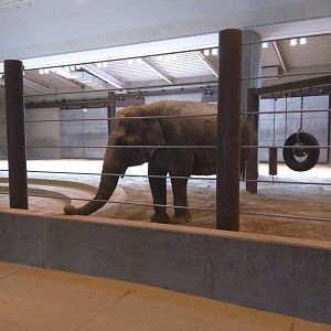 Asia Trail - Asian Elephant