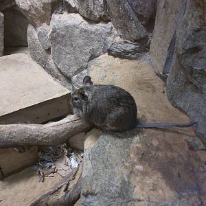 Small Mammal House - Degu