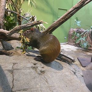 Small Mammal House - Brazilian Agouti