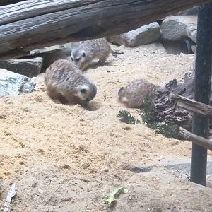 Small Mammal House - Meerkat