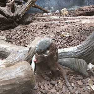 Small Mammal House - Banded Mongoose