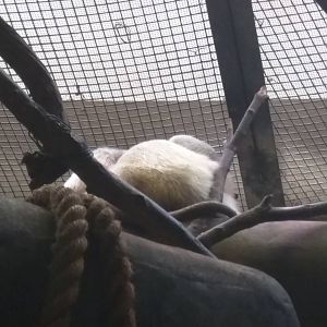 Small Mammal House - One big ball of Southern Tamandua