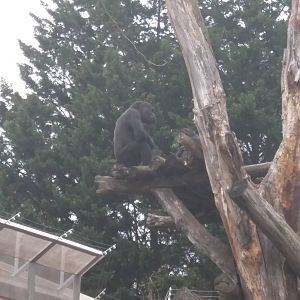 Great Ape House - Western Lowland Gorilla