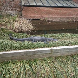 Reptile Discovery Center - Wally, the american alligator