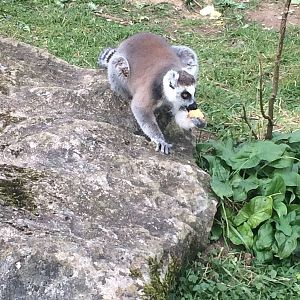 Ring Tailed Lemur