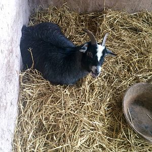 Pygmy Goat