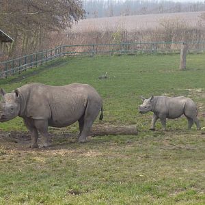 Black rhino infant