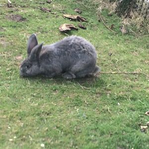 Flemish Giant Rabbit