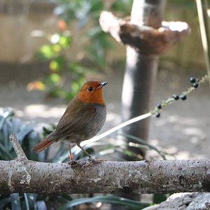 Japanese robin, February 2016