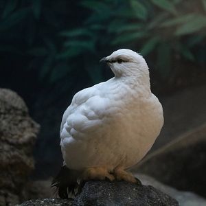 Svalbard rock ptarmigan, February 2016