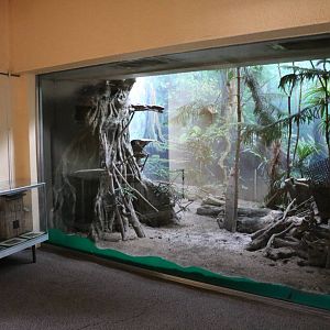 Amami jay enclosure, February 2016