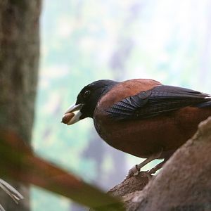 Amami jay, February 2016