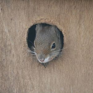 Japanese squirrel, February 2016