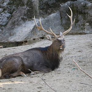 Ezo sika deer, February 2016