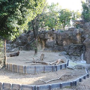 Ezo sika deer & Japanese serow mixed enclosure, February 2016