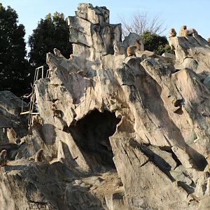 Japanese macaque mountain, February 2016