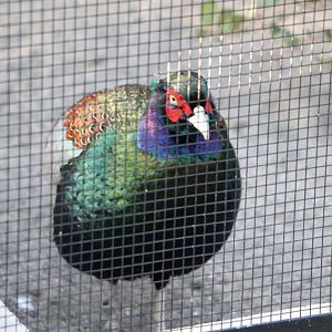 Japanese (green) pheasant, February 2016