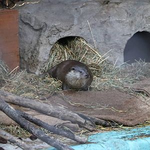 Eurasian otter, February 2016