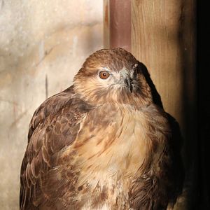 Japanese buzzard?, February 2016