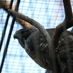 Mountain hawk-eagle, February 2016