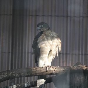 Japanese sparrowhawk, February 2016