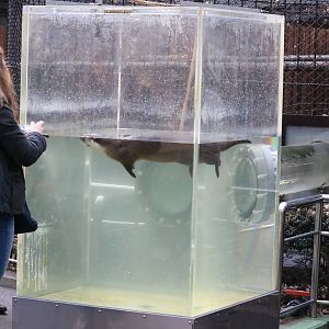 Otter using tube system, February 2016