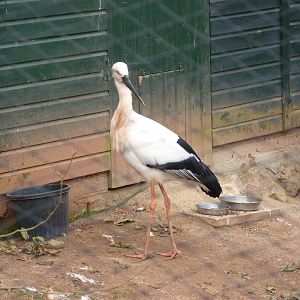 Oriental White Stork, March 2016