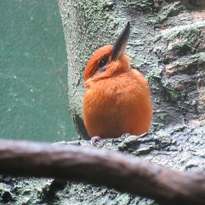 Guam Kingfisher - Aquatic Birds House 031215