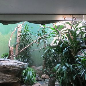 Guam Kingfisher - Aquatic Birds House 031215