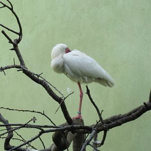 African Spoonbill - Aquatic Birds House 031215