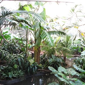 Aquatic Birds House 031215