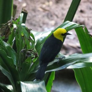 Yellow-hooded Blackbird - Aquatic Birds House 031215