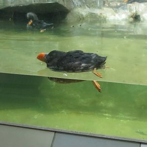 Tufted Puffin - Aquatic Birds House 031215