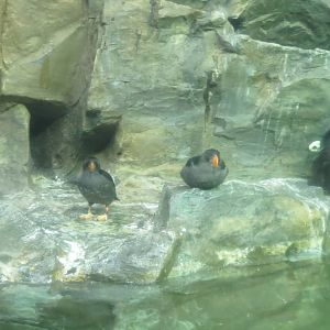 Tufted Puffins- Aquatic Birds House 031215