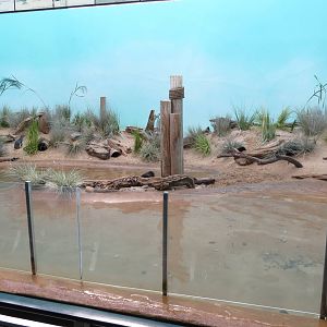 Aquatic Birds House 031215