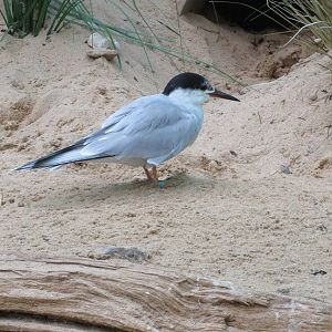 Forsters Tern ?? - Aquatic Birds House 031215