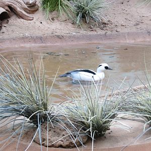 Smew - Aquatic Birds House 031215
