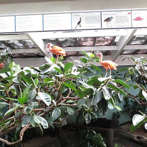 Scarlet Ibises - Aquatic Birds House 031215