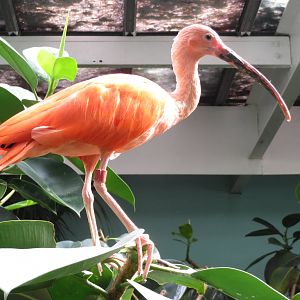 Scarlet Ibis - Aquatic Birds House 031215