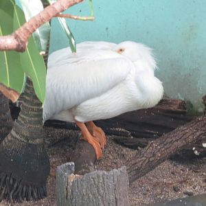 American White Pelican - Aquatic Birds House 031215